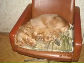 Игорь Горох фотография #32 (источник - https://vk.com/id6322143)