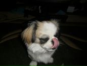 Андріана Бреус фотография #37 (источник - https://vk.com/id51639204)