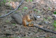 Константин Басалаев фотография #50 (источник - https://vk.com/id257097)