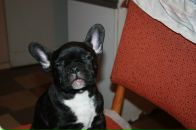 Фотография Корпуса Африки