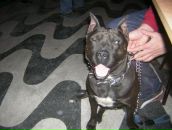 Sercan Afacan фотография #25 (источник - https://vk.com/id53824928)