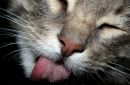 Котэ !!! фотография #22 (источник - https://vk.com/id145725628)