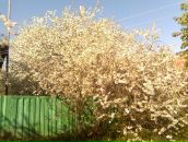 Максим Цигвинцев фотография #8 (источник - https://vk.com/id3549339)