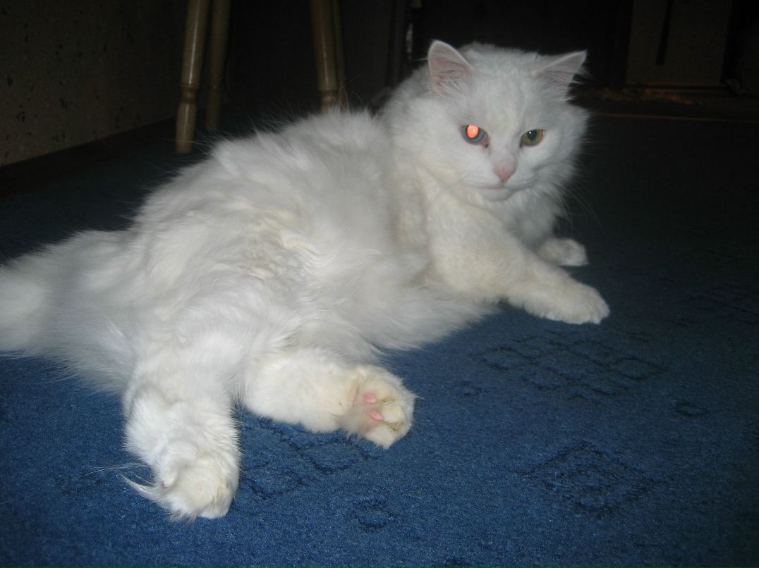 Олег Степанов фотография #43