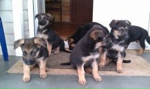 Дмитрий Скорятин фотография #6 (источник - https://vk.com/id1173014)