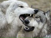 Володимир Михійко фотография #5 (источник - https://vk.com/id56558772)