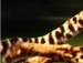 Іннуся Хворостяна фотография #18 (источник - https://vk.com/id143009787)