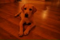 Фотография Losev Dmitriy