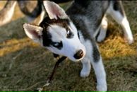 Фотография Моргачёва Александра