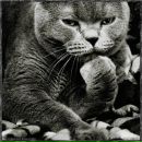 Олексій Каштан фотография #4 (источник - https://vk.com/id152632913)