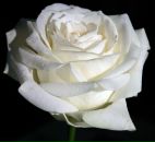 Katja Pro фотография #16 (источник - https://vk.com/id126623)