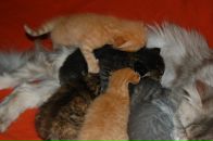 Кіріл Петрук фотография #39 (источник - https://vk.com/id2620559)