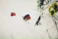 Фотография Ша Даши