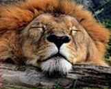 Василий Лобурец фотография #49 (источник - https://vk.com/id8425382)