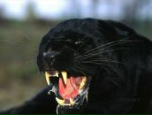 Фотография Горбунова Дмитрия