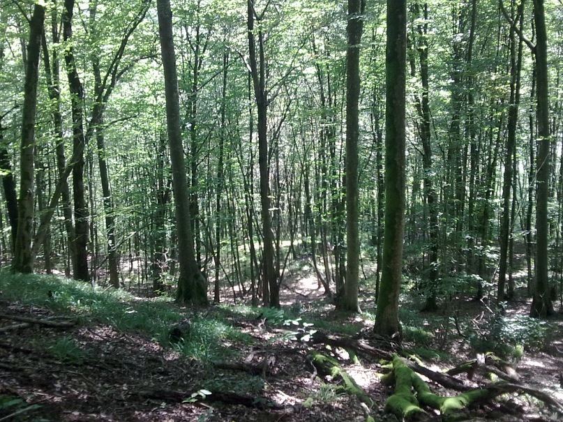 Дмитрий Туркевич фотография #39