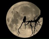 Фотография Лебедевой Марины