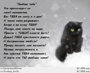 Пуфыфстая_ Киса фотография #2 (источник - https://vk.com/id144235558)