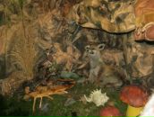 Юлія Золотоцька фотография #19 (источник - https://vk.com/id64797630)