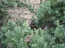 Наталія Лаптєва фотография #36 (источник - https://vk.com/id6456716)