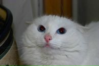 Михаил Антонов фотография #30 (источник - https://vk.com/id3360814)