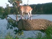 Сергій Тараненко фотография #36 (источник - https://vk.com/id78389792)