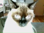 Фотография Подлужная Олена