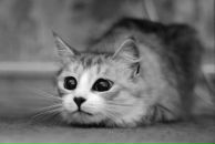 Фотография Оо Кнопы