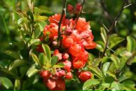 Фотография Зарудной Станиславы