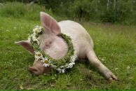 Фотография Сапожниковой Анастасии