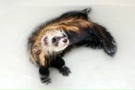 Фотография Yppss Mara