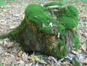 Віталій Панасюк фотография #11 (источник - https://vk.com/id67183575)