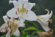 Фотография Объедковой Кристины