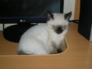 Фотография Кошкина Алексея
