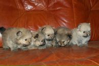 Фотография Соколовой Ирины