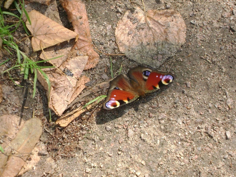 Син Анастасия фотография #43