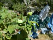 Віктор Копінський фотография #16 (источник - https://vk.com/id10115601)