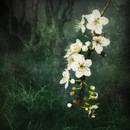 Ланка Андріївна фотография #14 (источник - https://vk.com/id26660644)