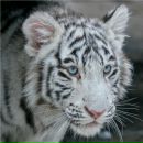 Фотография Васильева Виталия