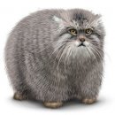 Свин ^_^ фотография #37 (источник - https://vk.com/id60082165)