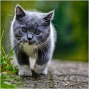 Діма Боднарюк фотография #10 (источник - https://vk.com/id74346201)