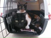 Дина Гэйро фотография #16 (источник - https://vk.com/id4248523)