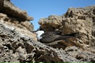 Sofija Kokina фотография #18 (источник - https://vk.com/id3973580)