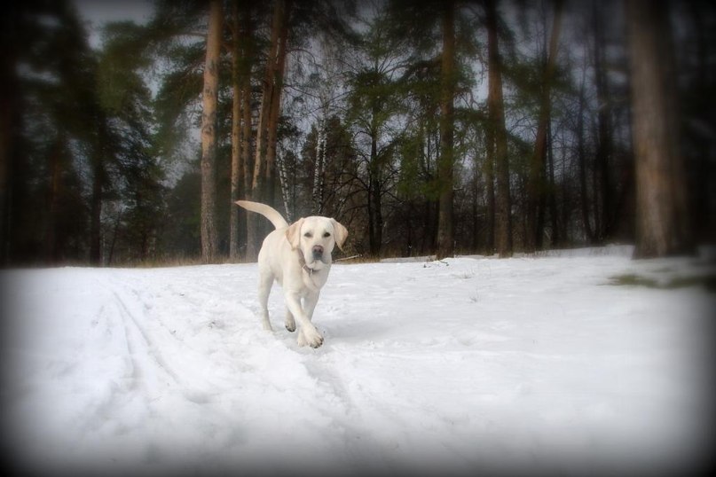 Клайд Собакин фотография #46