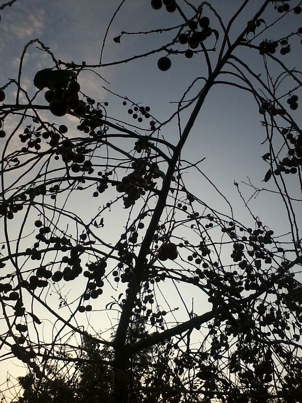 Лена Тимошенко фотография #43