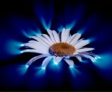 Фотография Ромашевский Алексей