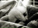 Фотография Кормоедова Дмитрия