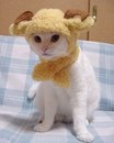 Ірина Козицька фотография #28 (источник - https://vk.com/id91039445)
