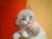 Фотография Шубиной Насти