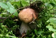 Максим Терентьев фотография #23 (источник - https://vk.com/id961502)